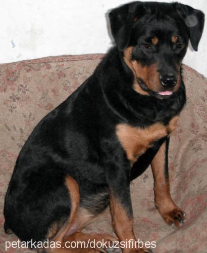 leks Dişi Rottweiler