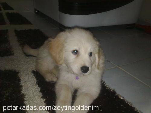 pascal Erkek Golden Retriever