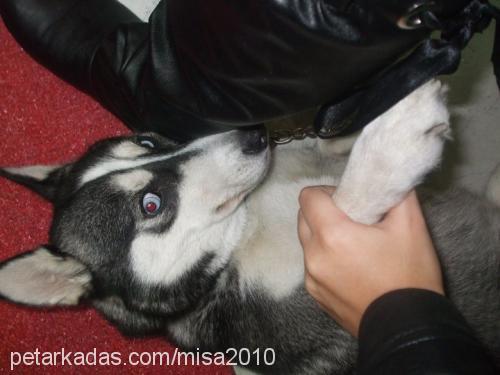 mişa Dişi Sibirya Kurdu (Husky)