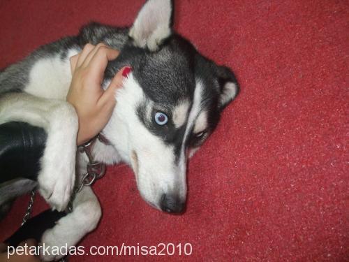 mişa Dişi Sibirya Kurdu (Husky)