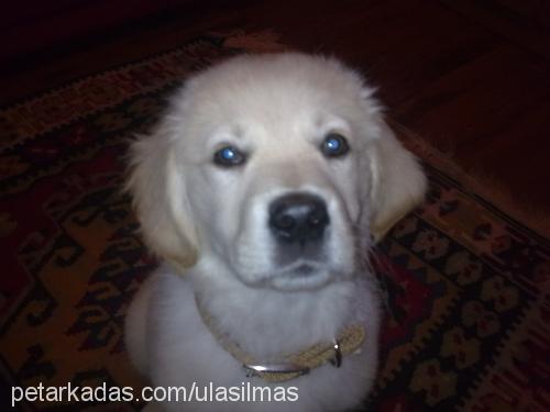 shila Dişi Golden Retriever