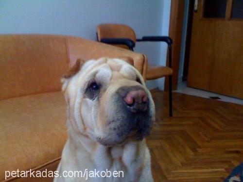 forbi Erkek Çin Shar-Pei