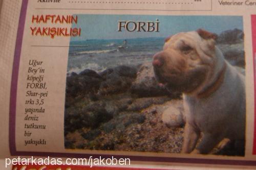 forbi Erkek Çin Shar-Pei