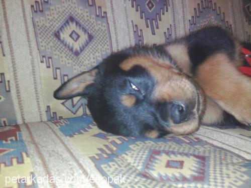 dusty Dişi Rottweiler