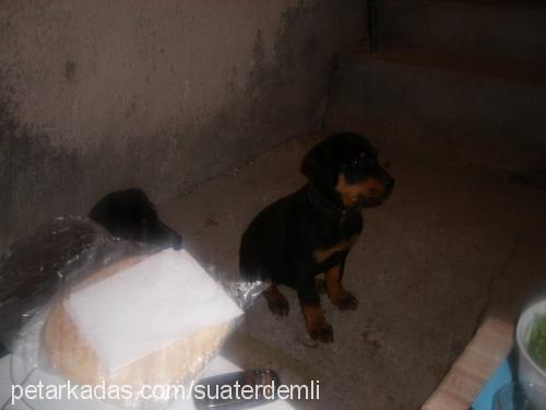 sonya Dişi Rottweiler