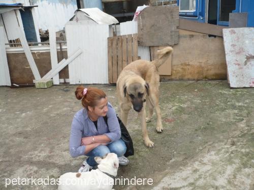 abba Dişi Alman Çoban Köpeği