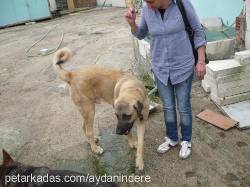 abba Dişi Alman Çoban Köpeği