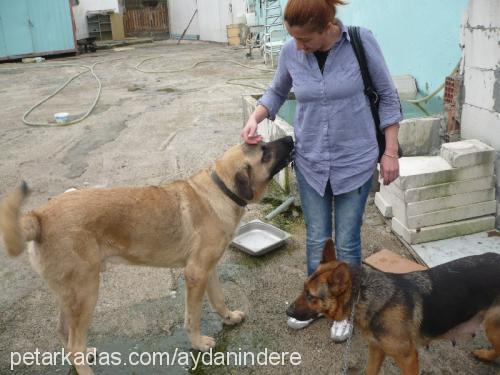 abba Dişi Alman Çoban Köpeği