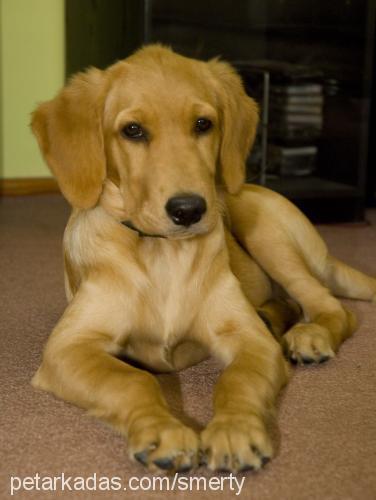 badem Dişi Golden Retriever