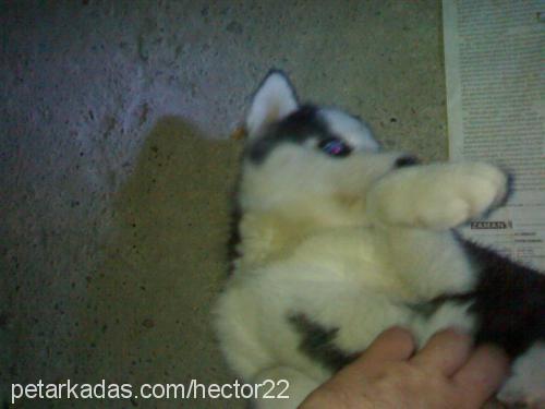 hector Erkek Sibirya Kurdu (Husky)