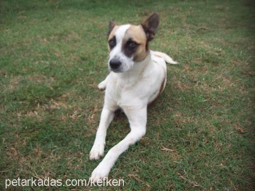 dante Erkek Jack Russell Terrier