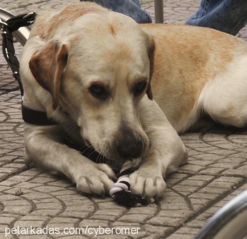 godin Erkek Labrador Retriever