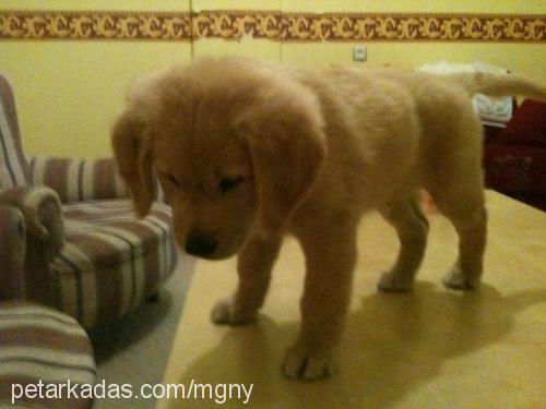 paşa Erkek Golden Retriever