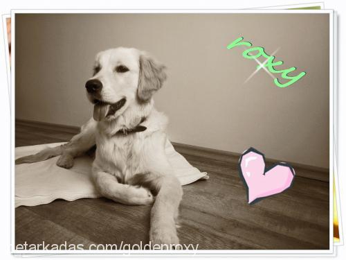 roxy Erkek Golden Retriever