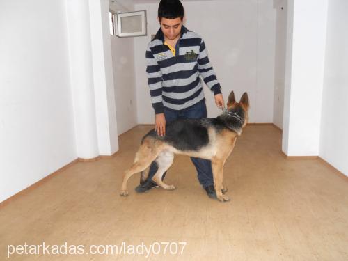 kont Erkek Alman Çoban Köpeği