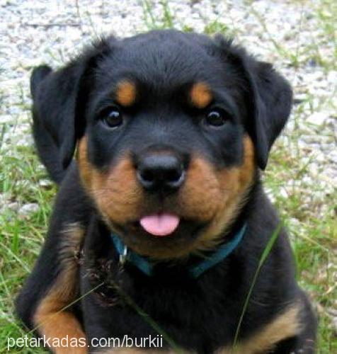 rex Erkek Rottweiler