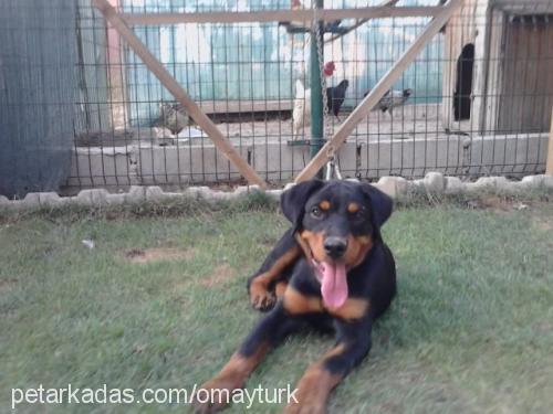 paşa Erkek Rottweiler