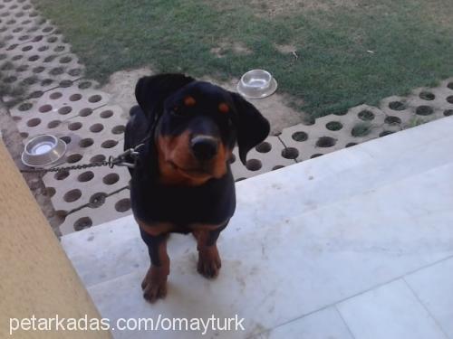 paşa Erkek Rottweiler