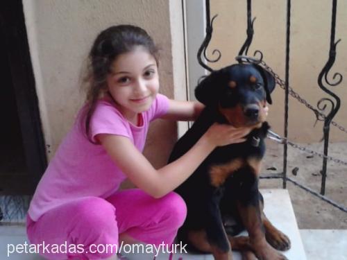 paşa Erkek Rottweiler