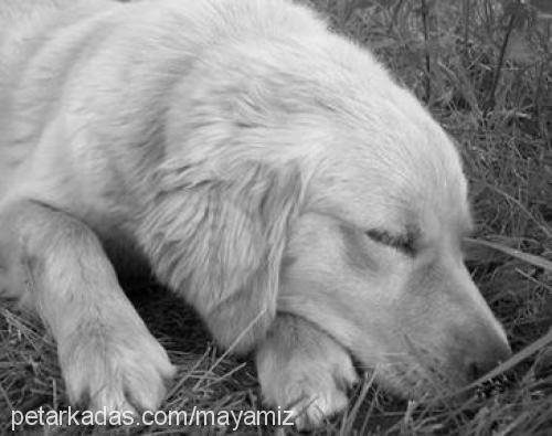 badem Dişi Golden Retriever