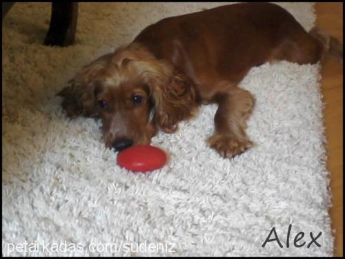 alex Erkek İngiliz Cocker Spaniel