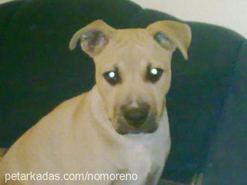 bozo Erkek Staffordshire Bull Terrier