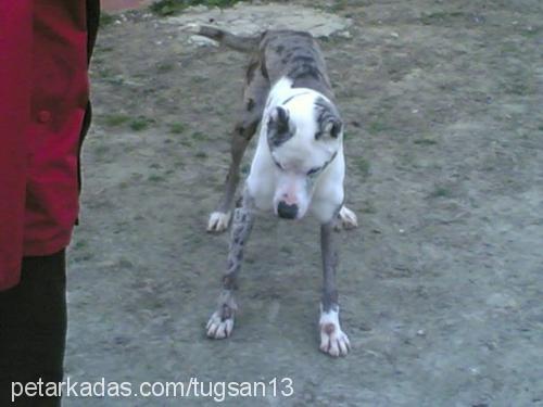 leo Erkek Great Dane (Danua)