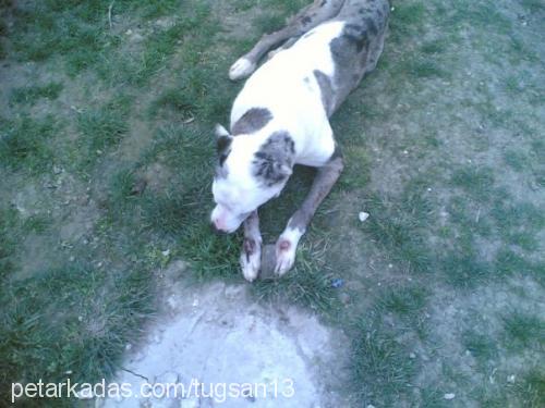 leo Erkek Great Dane (Danua)