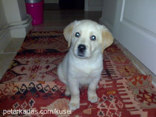 gurme Erkek Labrador Retriever