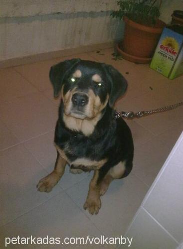 rachel Dişi Rottweiler