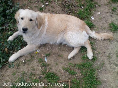 efe Erkek Golden Retriever