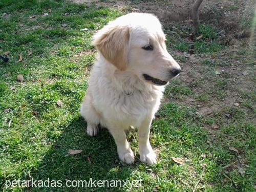 efe Erkek Golden Retriever