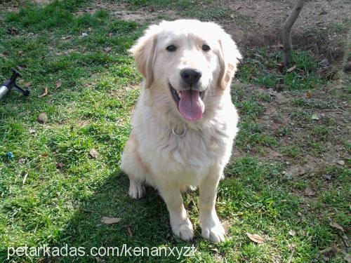 efe Erkek Golden Retriever