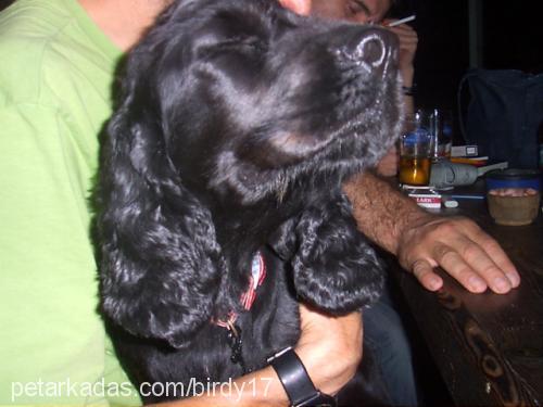 joejr Erkek İngiliz Cocker Spaniel