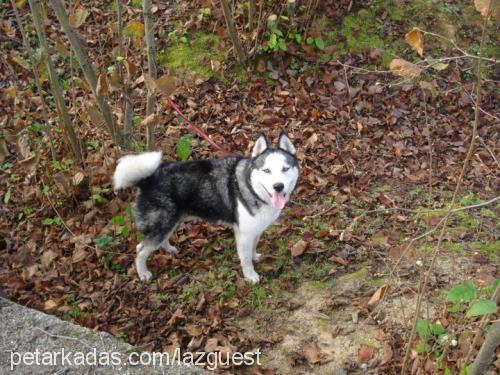 gümüş Erkek Sibirya Kurdu (Husky)