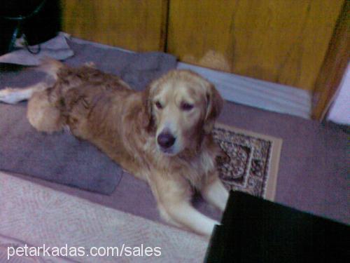 duman Erkek Golden Retriever