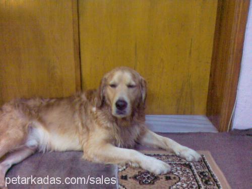 duman Erkek Golden Retriever