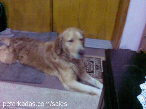 duman Erkek Golden Retriever