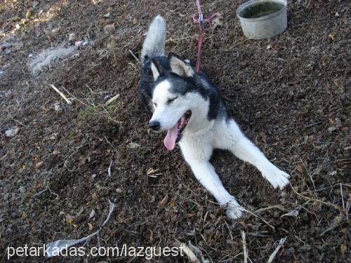 gümüş Erkek Sibirya Kurdu (Husky)