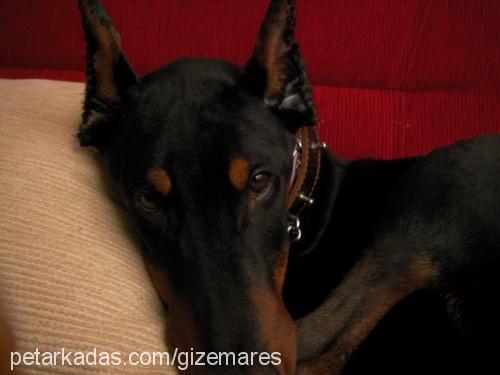 ares Erkek Doberman Pinscher