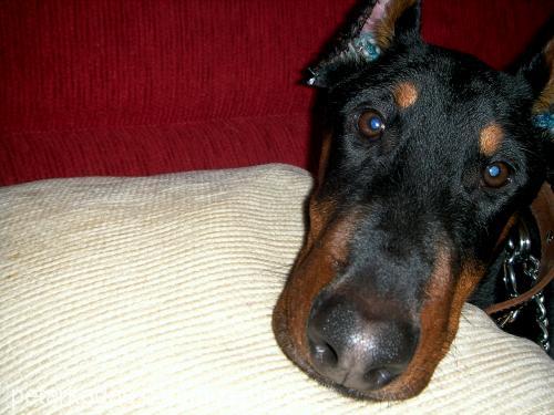 ares Erkek Doberman Pinscher