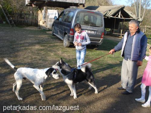 gümüş Erkek Sibirya Kurdu (Husky)