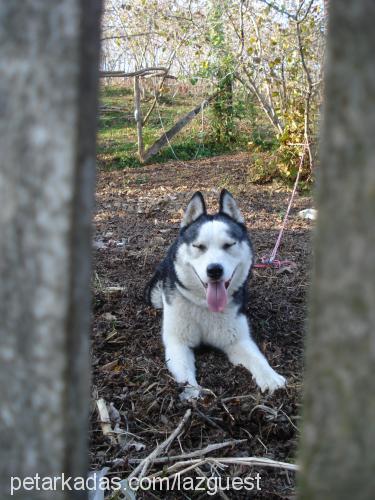 gümüş Erkek Sibirya Kurdu (Husky)