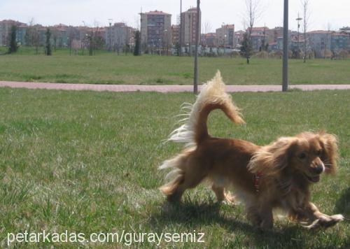 . Erkek Amerikan Cocker Spaniel