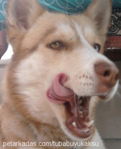 luka Erkek Sibirya Kurdu (Husky)