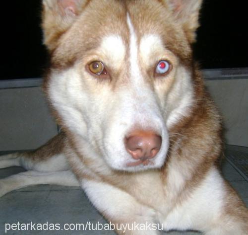 luka Erkek Sibirya Kurdu (Husky)