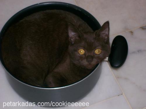 cookie Dişi British Shorthair