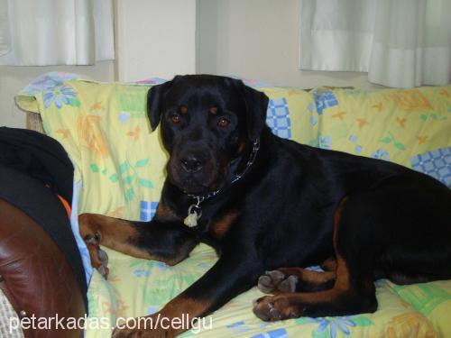 dexter Erkek Rottweiler