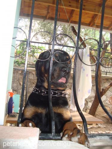 dexter Erkek Rottweiler