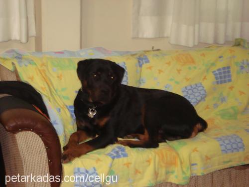 dexter Erkek Rottweiler